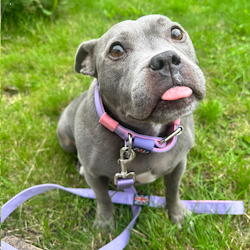 Nylon Collar - Little Blue Edition - Staffordshire Bull Terrier 1935