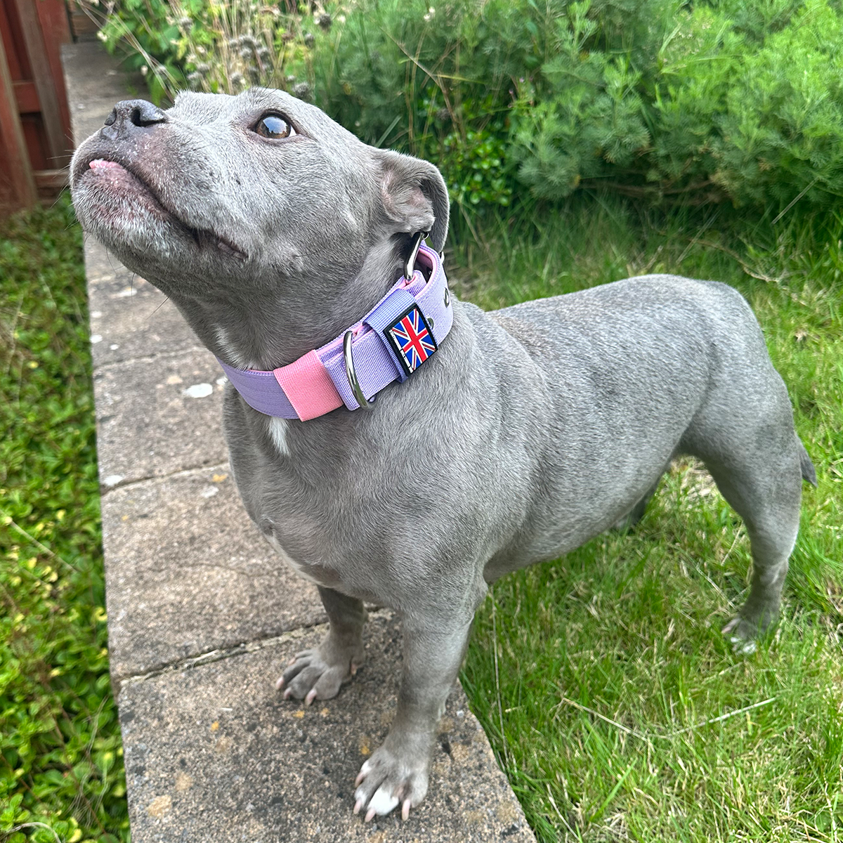 Nylon Collar - Little Blue Edition - Staffordshire Bull Terrier 1935