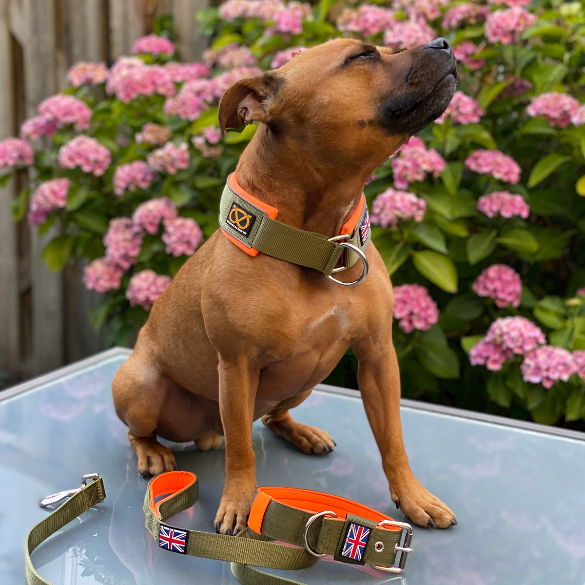 Martingale Collar - Stitch Edition - Green & Neon Orange - Staffordshire Bull Terrier 1935