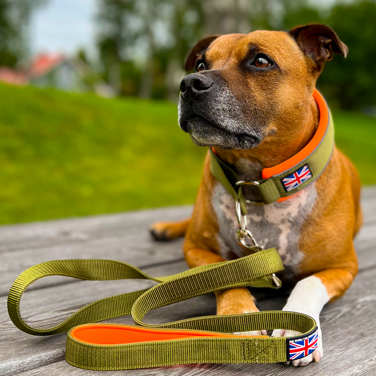 Martingale Collar - Stitch Edition - Green & Neon Orange - Staffordshire Bull Terrier 1935