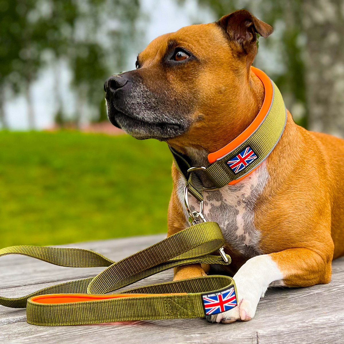 Martingale Collar - Stitch Edition - Green & Neon Orange - Staffordshire Bull Terrier 1935