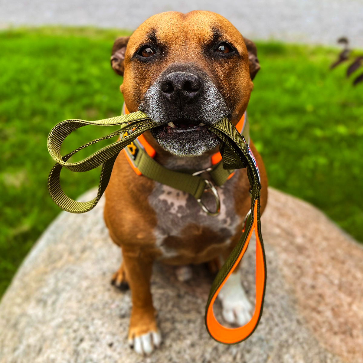 Martingale Collar - Stitch Edition - Green & Neon Orange - Staffordshire Bull Terrier 1935