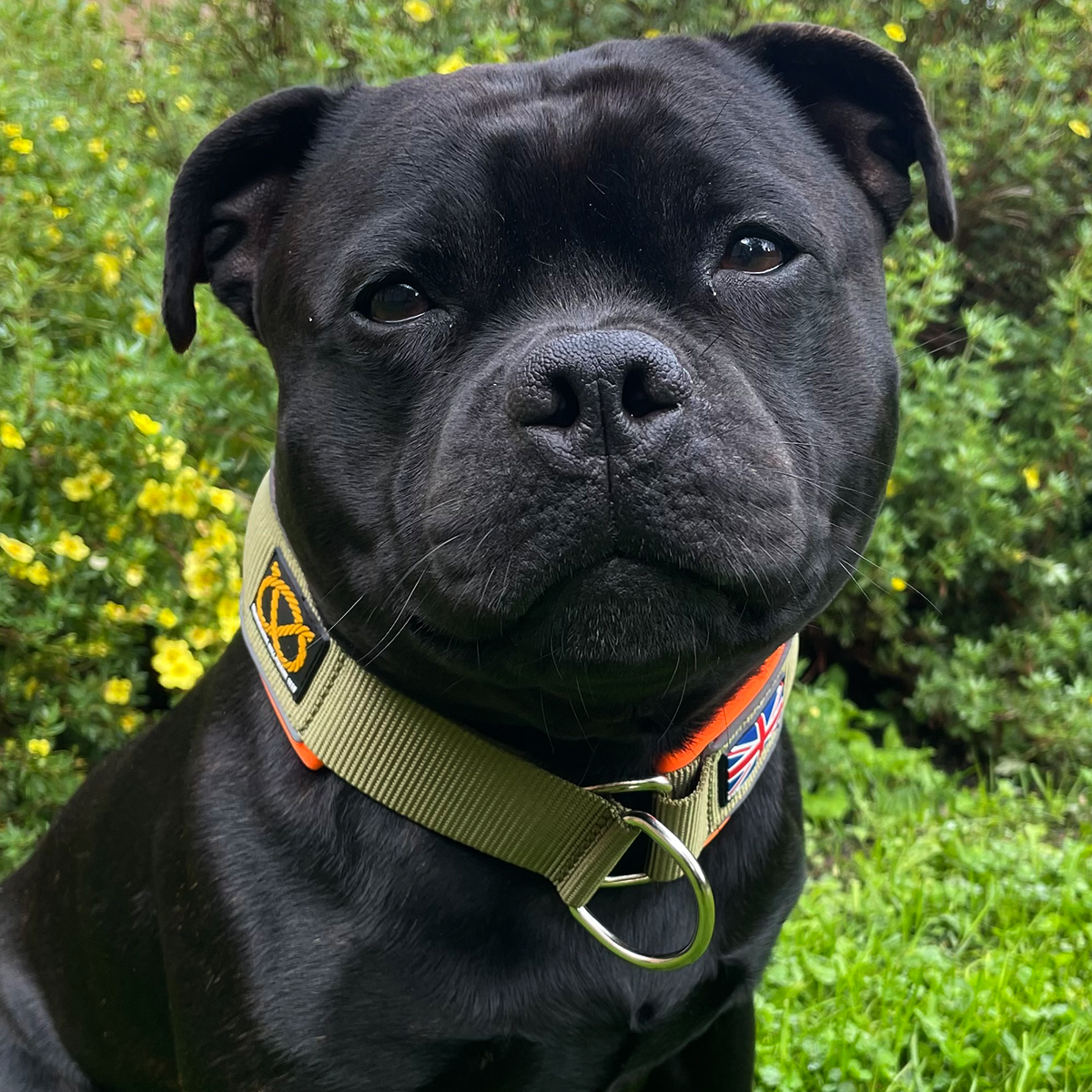 Martingale Collar - Stitch Edition - Green & Neon Orange - Staffordshire Bull Terrier 1935