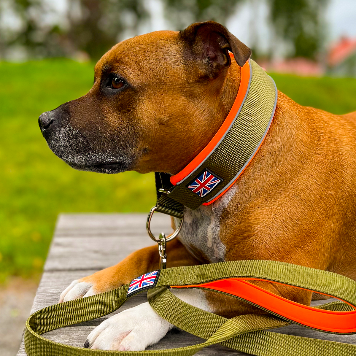 Martingale Collar - Stitch Edition - Green & Neon Orange - Staffordshire Bull Terrier 1935