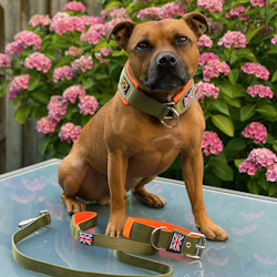 Martingale Collar - Stitch Edition - Green & Neon Orange - Staffordshire Bull Terrier 1935