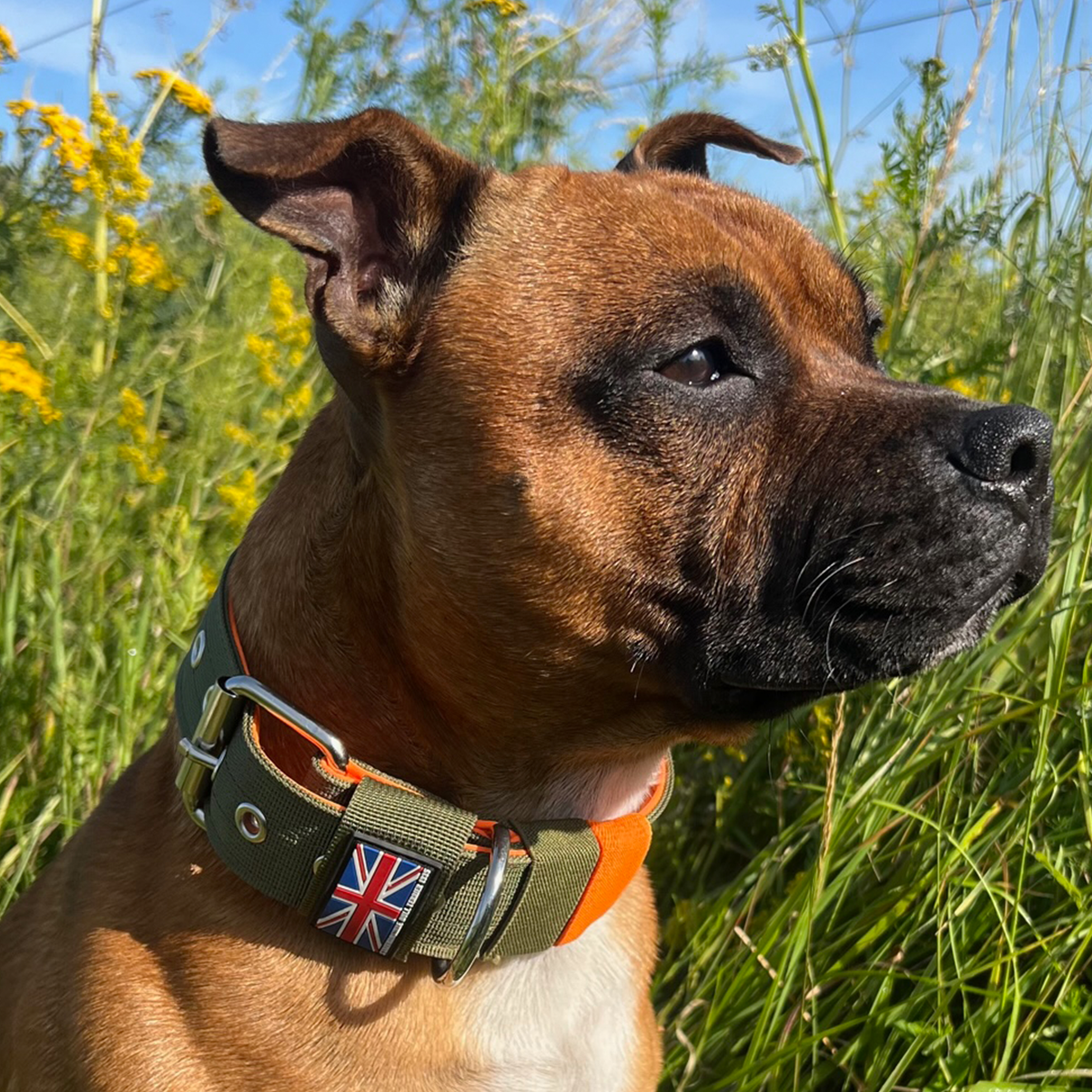 Nylon Collar - Stitch Edition - Green & Neon Orange - Staffordshire Bull Terrier 1935