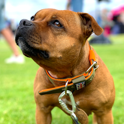 Nylon Collar - Stitch Edition - Green & Neon Orange - Staffordshire Bull Terrier 1935