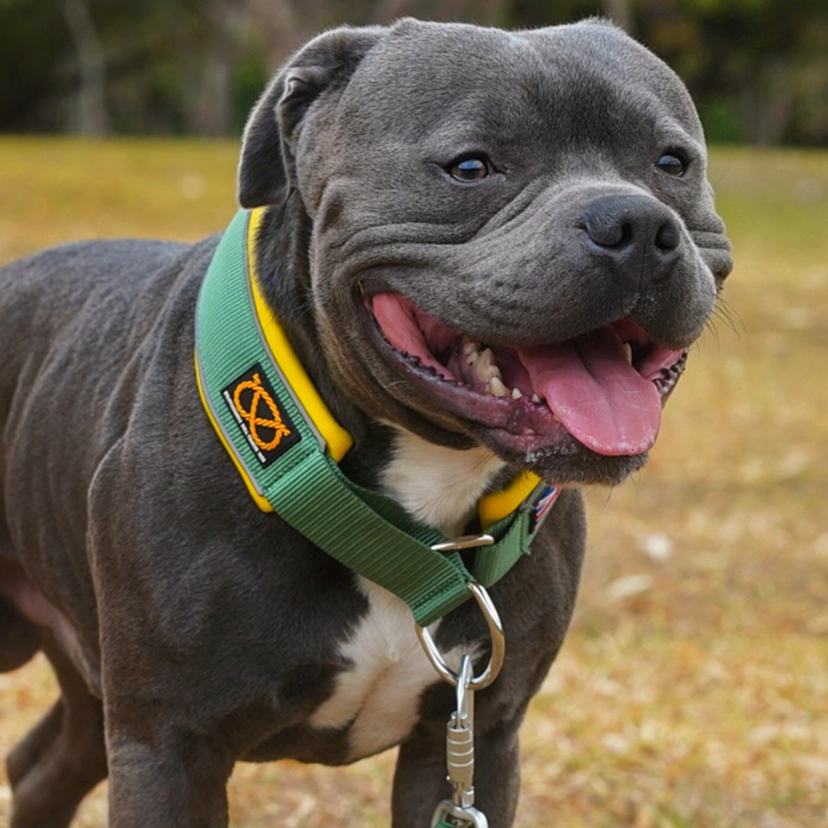 Martingale Collar - Venom Edition - Staffordshire Bull Terrier 1935