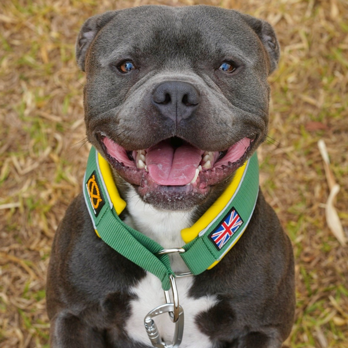 Martingale Collar - Venom Edition - Staffordshire Bull Terrier 1935