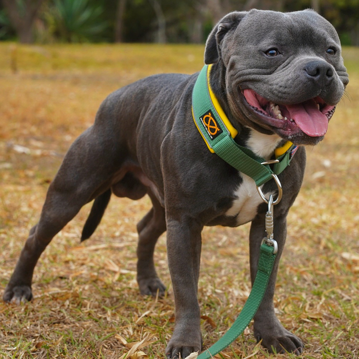 Martingale Collar - Venom Edition - Staffordshire Bull Terrier 1935