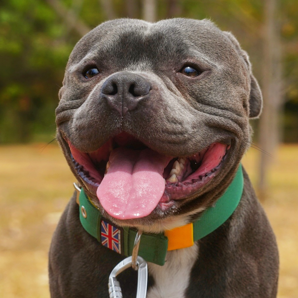 Nylon Collar - Venom Edition - Staffordshire Bull Terrier 1935