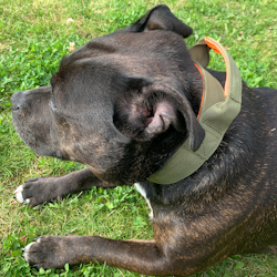 Nylon Collar w Handle - Stitch Edition - Staffordshire Bull Terrier 1935