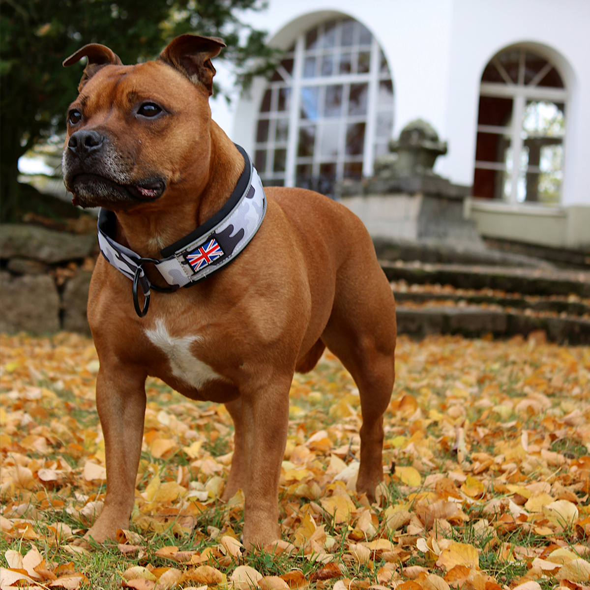 Martingale Collar - Stryda Editon - Urban Camo - Staffordshire Bull Terrier 1935