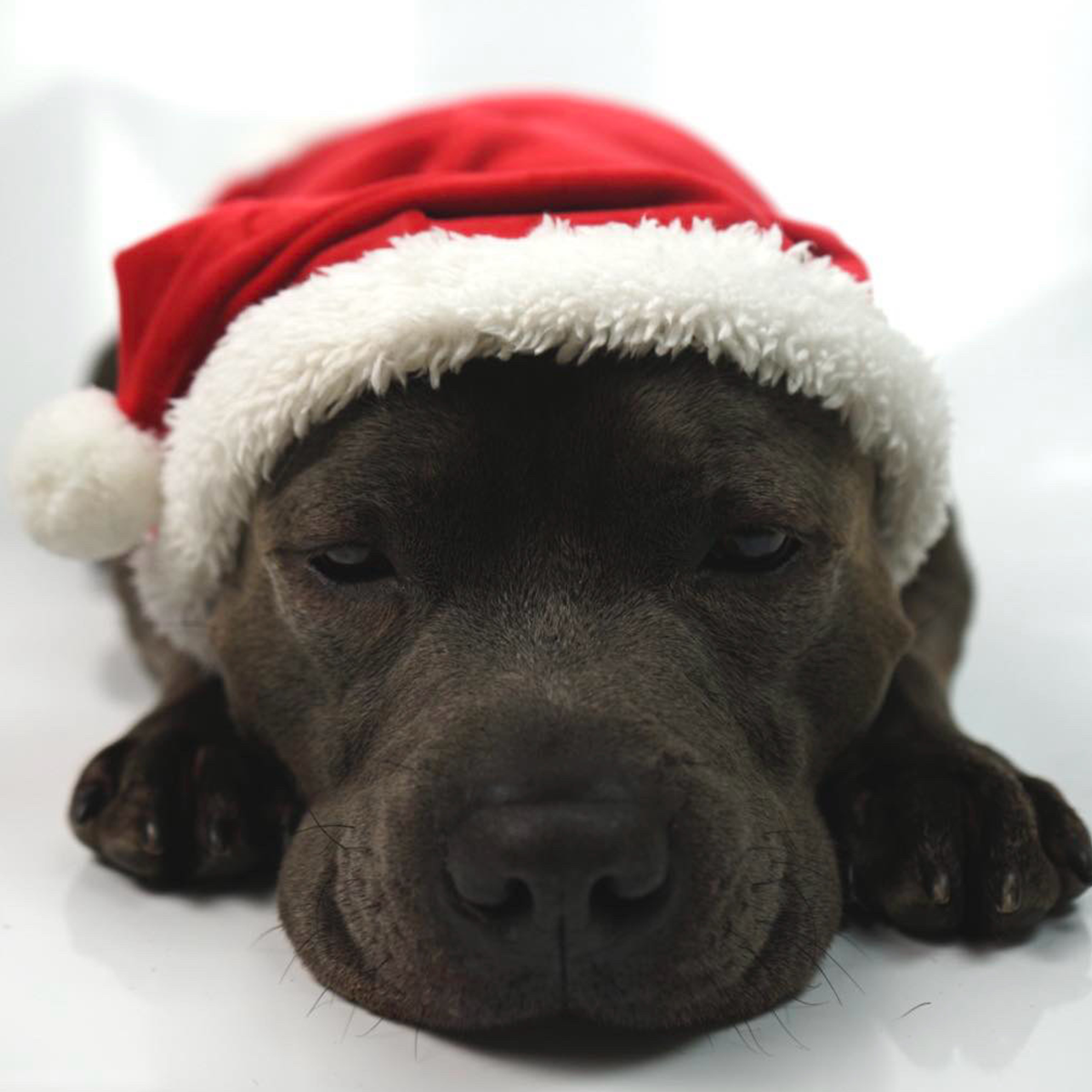 Santa Suit - Staffordshire Bull Terrier 1935