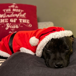 Santa Suit - Staffordshire Bull Terrier 1935