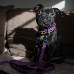 Puppy Nylon Collar & Leash Set - Purple - Staffordshire Bull Terrier 1935