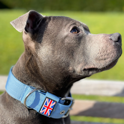 Nylon Collar - Baby Blue - Stanley Edition - Staffordshire Bull Terrier 1935