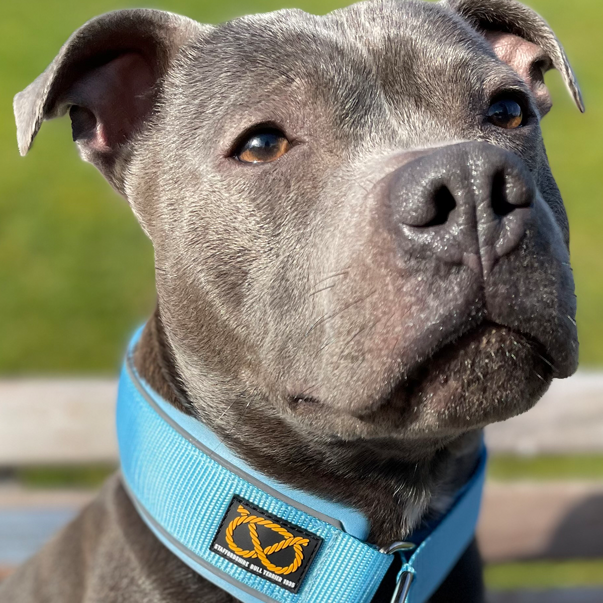 Martingale Collar - Baby Blue - Stanley Edition - Staffordshire Bull Terrier 1935