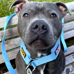 Martingale Collar - Baby Blue - Stanley Edition - Staffordshire Bull Terrier 1935