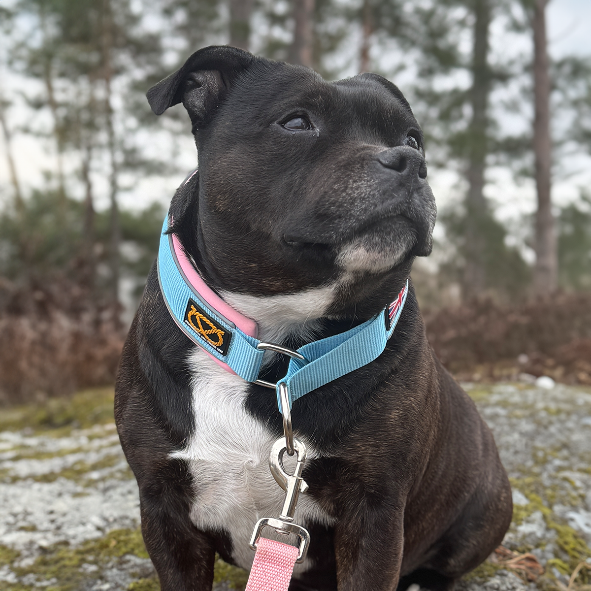 Martingale Collar - Izy's Bubble Gum Edition - Baby Blue & Baby Pink - Staffordshire Bull Terrier 1935