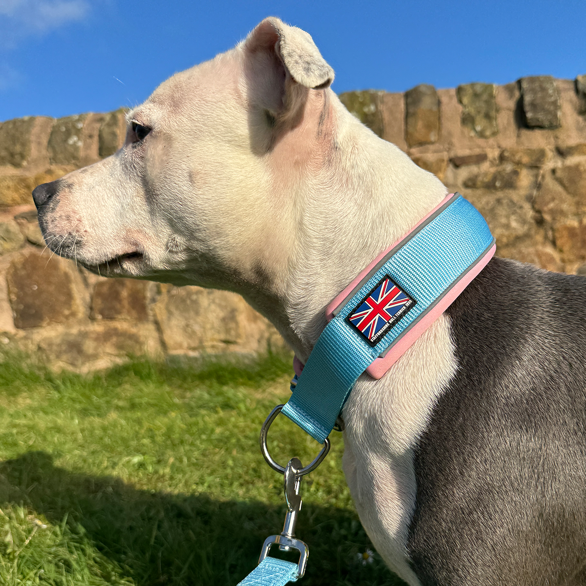 Martingale Collar - Izy's Bubble Gum Edition - Baby Blue & Baby Pink - Staffordshire Bull Terrier 1935