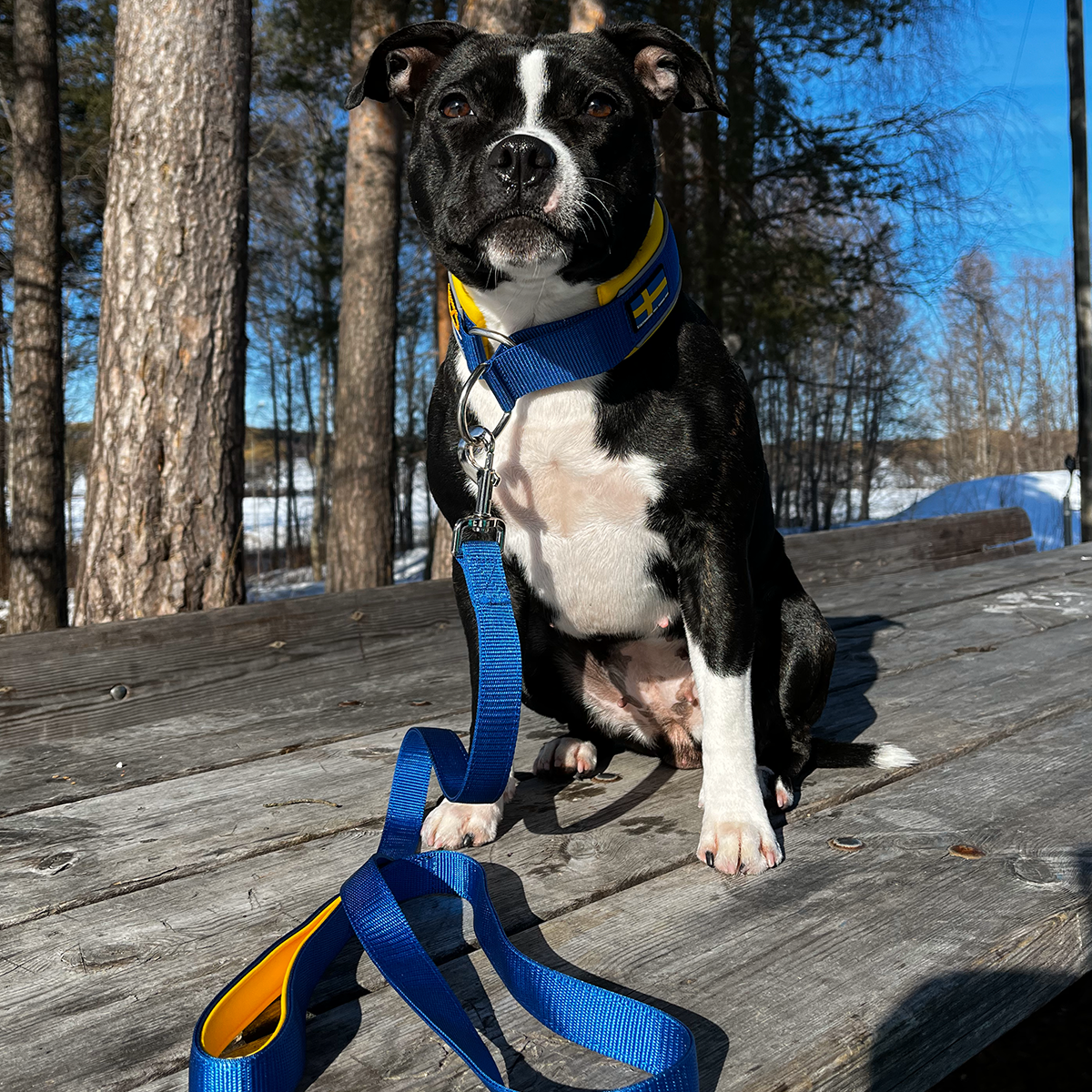Martingale Collar - Sweden Midsummer Edition - Blue & Yellow - Staffordshire Bull Terrier 1935