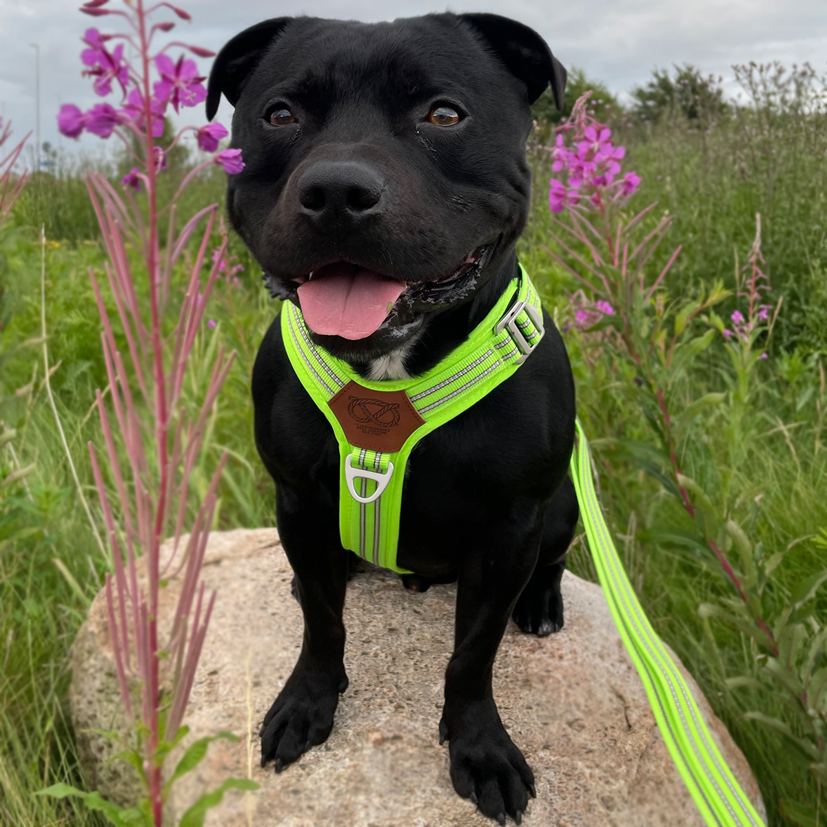 Nylon Harness & Leash Set v2.0 - Neon Green - Staffordshire Bull Terrier 1935