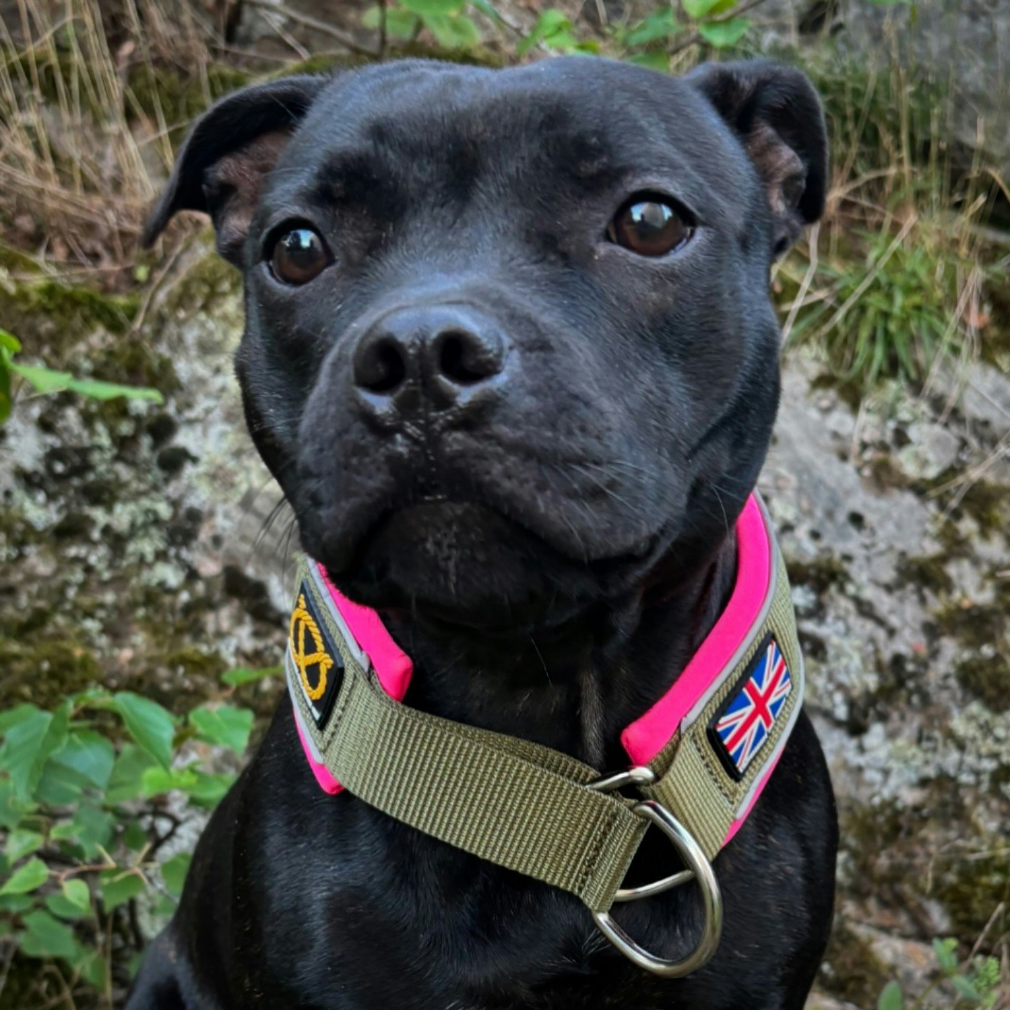 Martingale Collar - Army Pink - Green & Neon Pink - Staffordshire Bull Terrier 1935