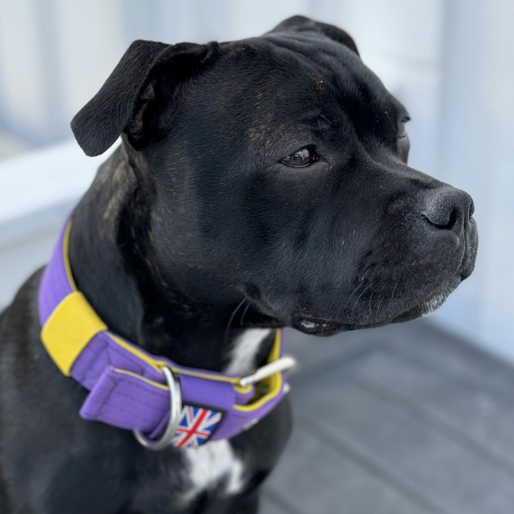 Nylon Collar - LA Edition - Purple & Yellow - Staffordshire Bull Terrier 1935