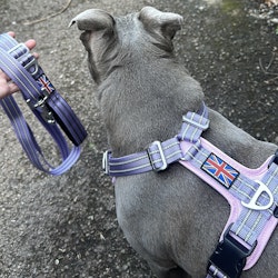 Nylon Harness & Leash Set v2.0 - Little Blue Edition - Baby Lilac & Baby Pink - Staffordshire Bull Terrier 1935