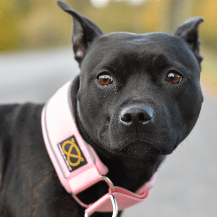 Staffordshire Bull Terrier 1935