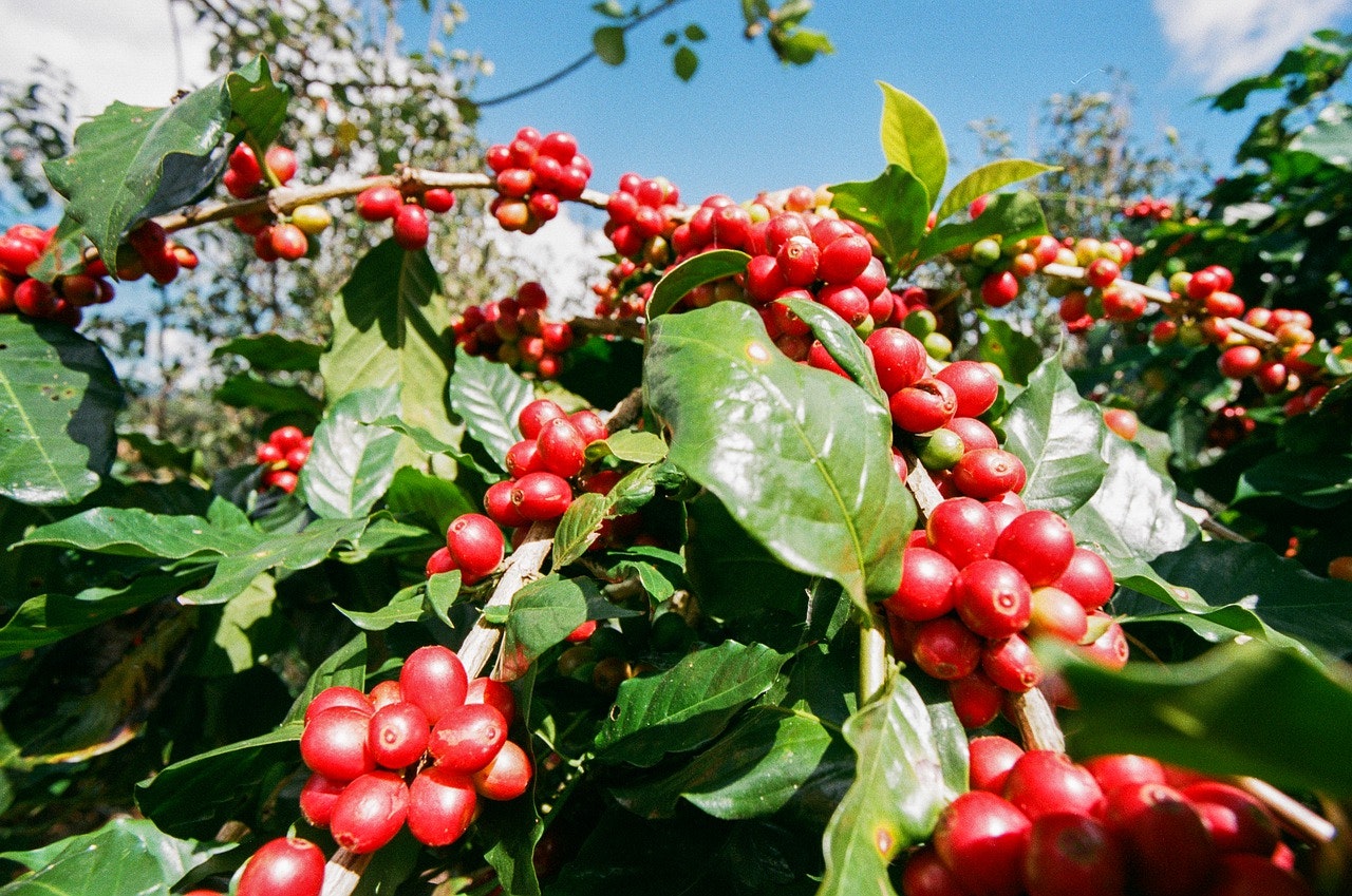 Cascara-Tee aus getrockneten Kaffeekirschen