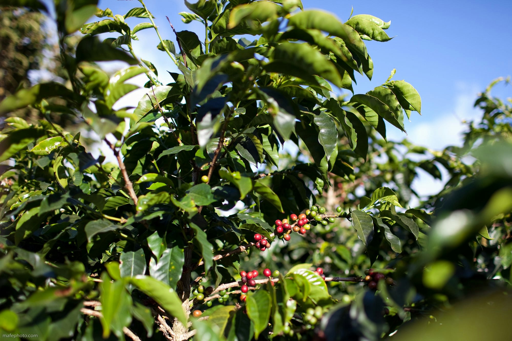 "Symphony" koffeinfri kaffeblandning