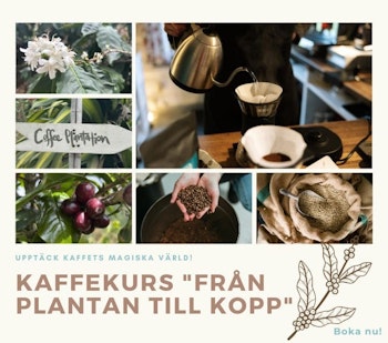 Lecure and cupping "From plant to cup"