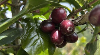 Lecure and cupping "From plant to cup"
