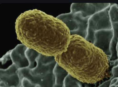 Klebsiella bakterie