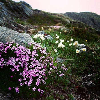 Vår i fjellet