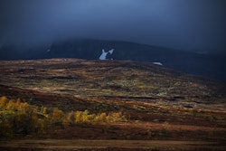 Høst