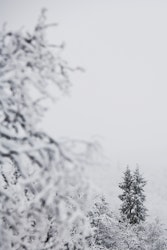 Skog