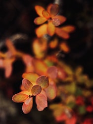 Rypeblad