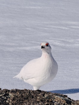Rype Hallingskarvet Nasjonalpark Finse