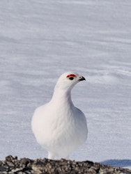 Rype Hallingskarvet Nasjonalpark Finse II
