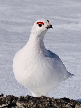 Rype Hallingskarvet Nasjonalpark Finse III
