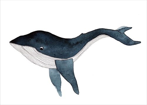 JUST A WHALE