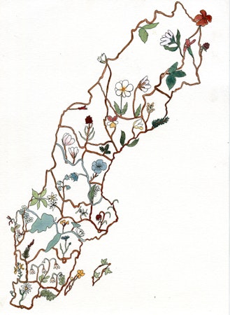 SVERIGE OCH LANDSKAPSBLOMMORNA