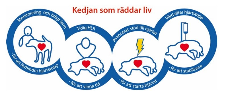 Akut omhändertagande hund
