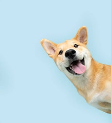 Akut omhändertagande hund