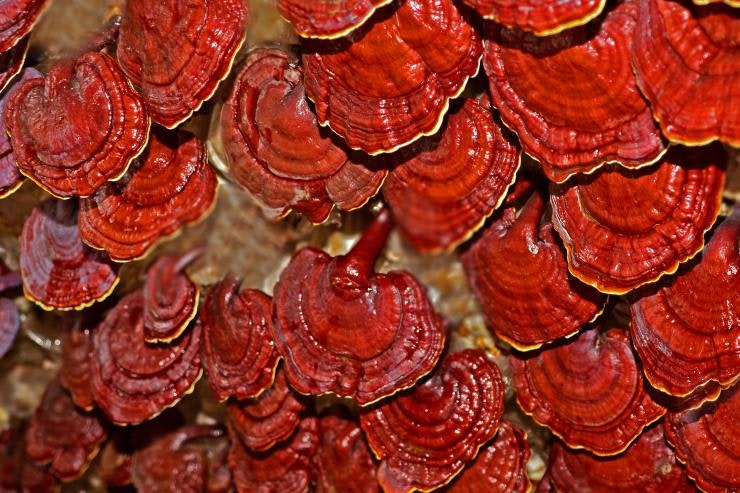 reishi mushroom