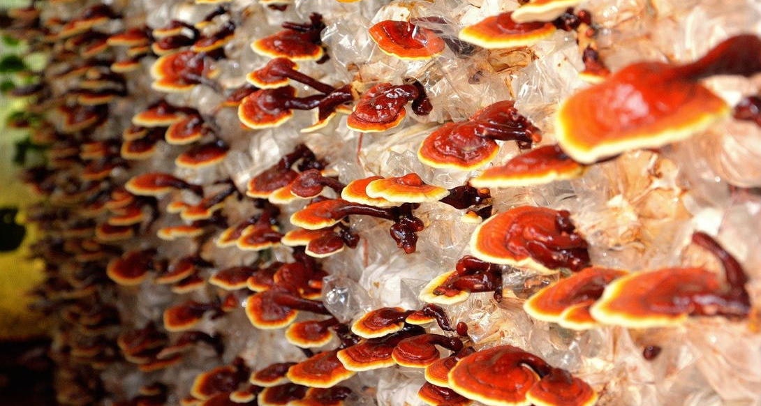reishi mushroom