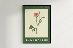 Poster Ranunkel